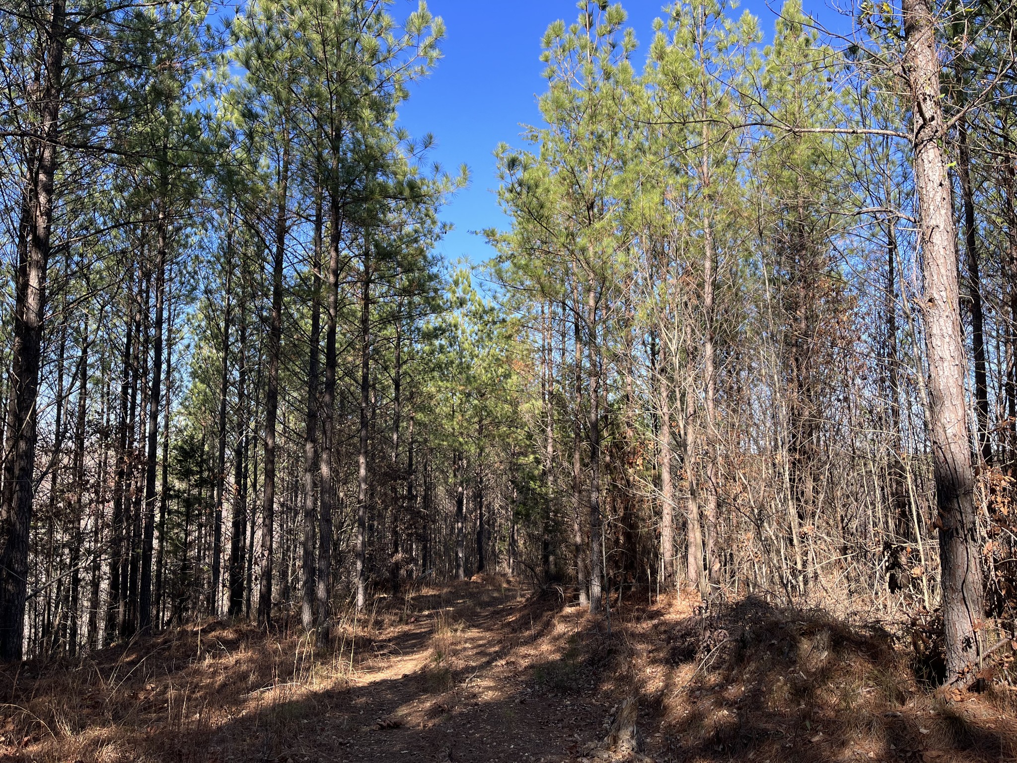 0 Cotton Branch Road Linden, TN 37096 - Photo 2 of 5 Gallery Image 2