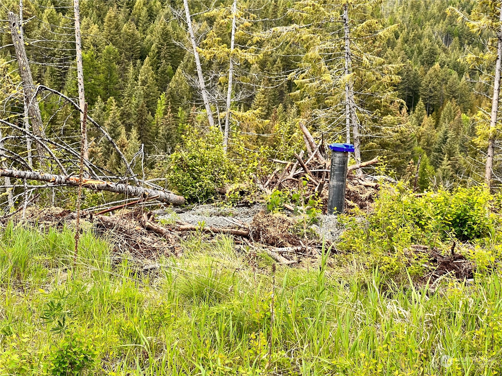 293 Big Goosmus Creek Road Curlew, WA 99118 - Photo 9 of 13
