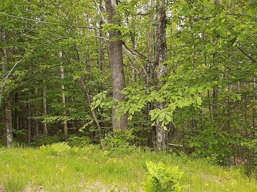 0 Tufts Pond Road Kingfield, ME 04947 - Photo 2 of 6 Another land view