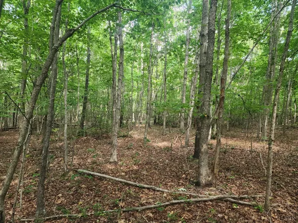 a view of a forest with trees