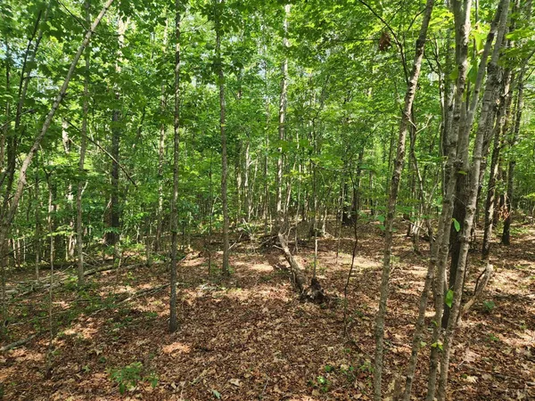 a view of a forest