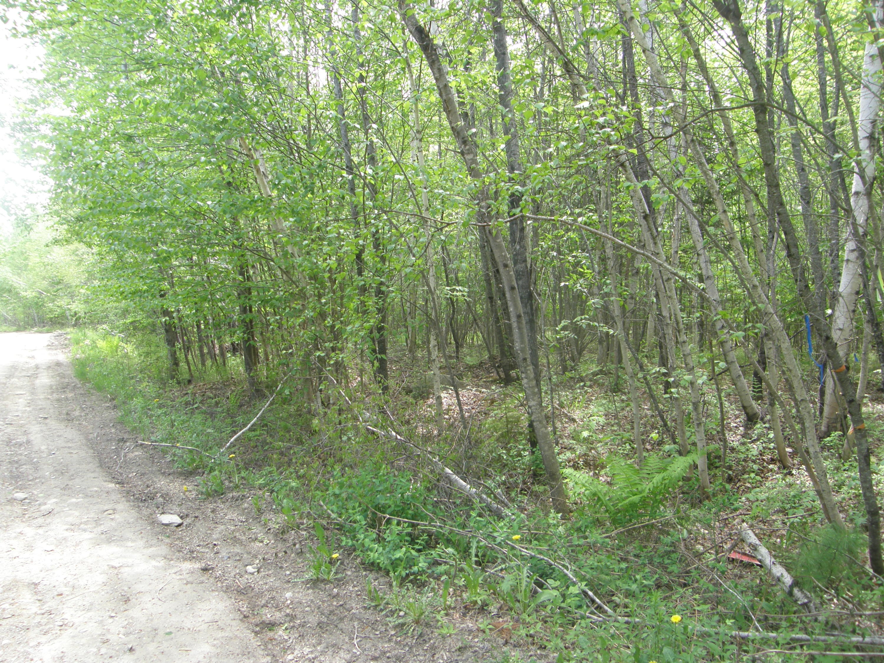 M10-l4 M10-l4 Stone Bridge Road Dexter, ME 04930 - Photo 2 of 9 P5280682