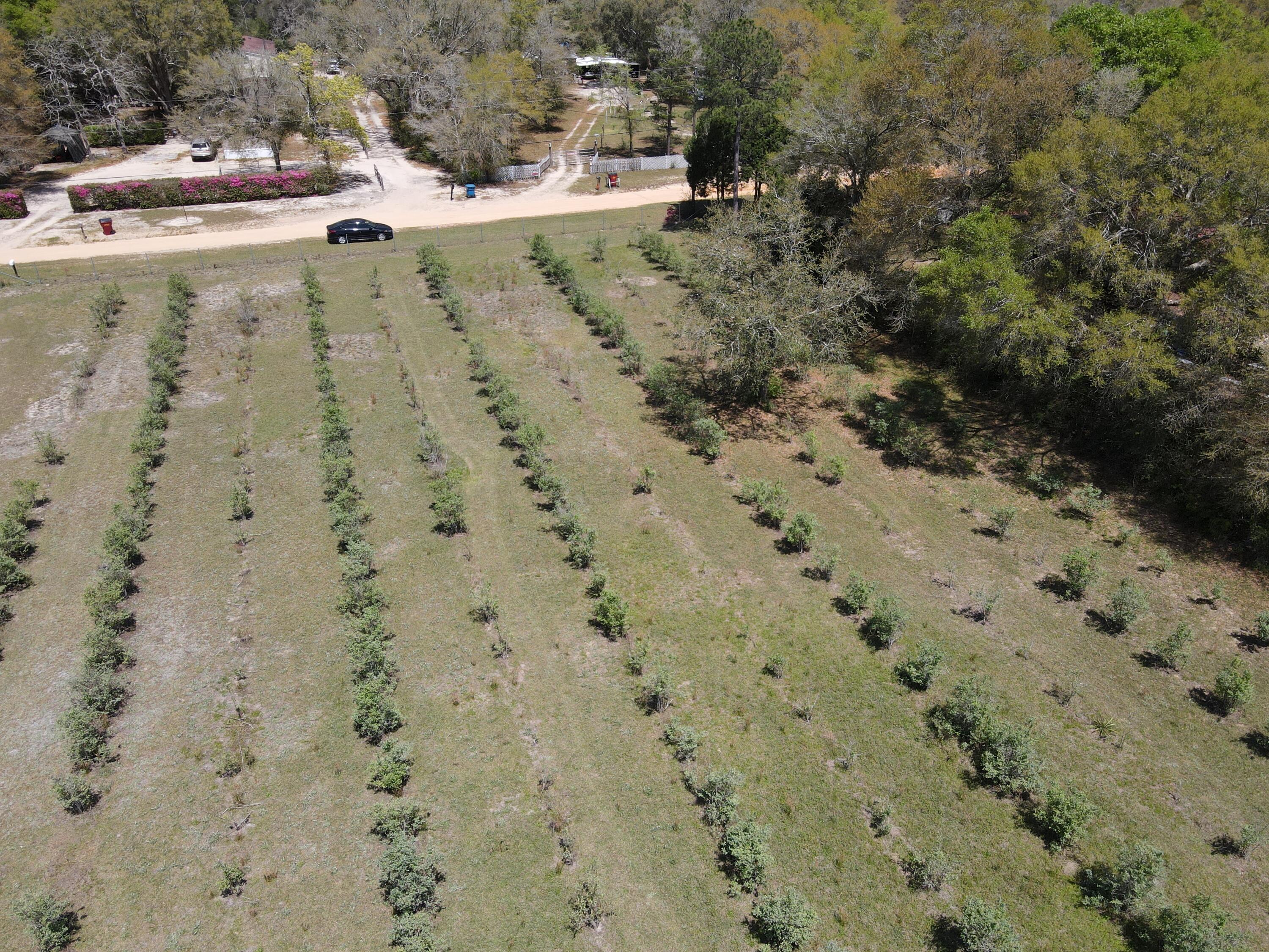 4306 Rebecca Road Crestview, FL 32539 - Photo 50 of 50 a view of a dry yard with trees