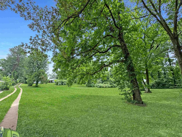 a view of a park with a tree