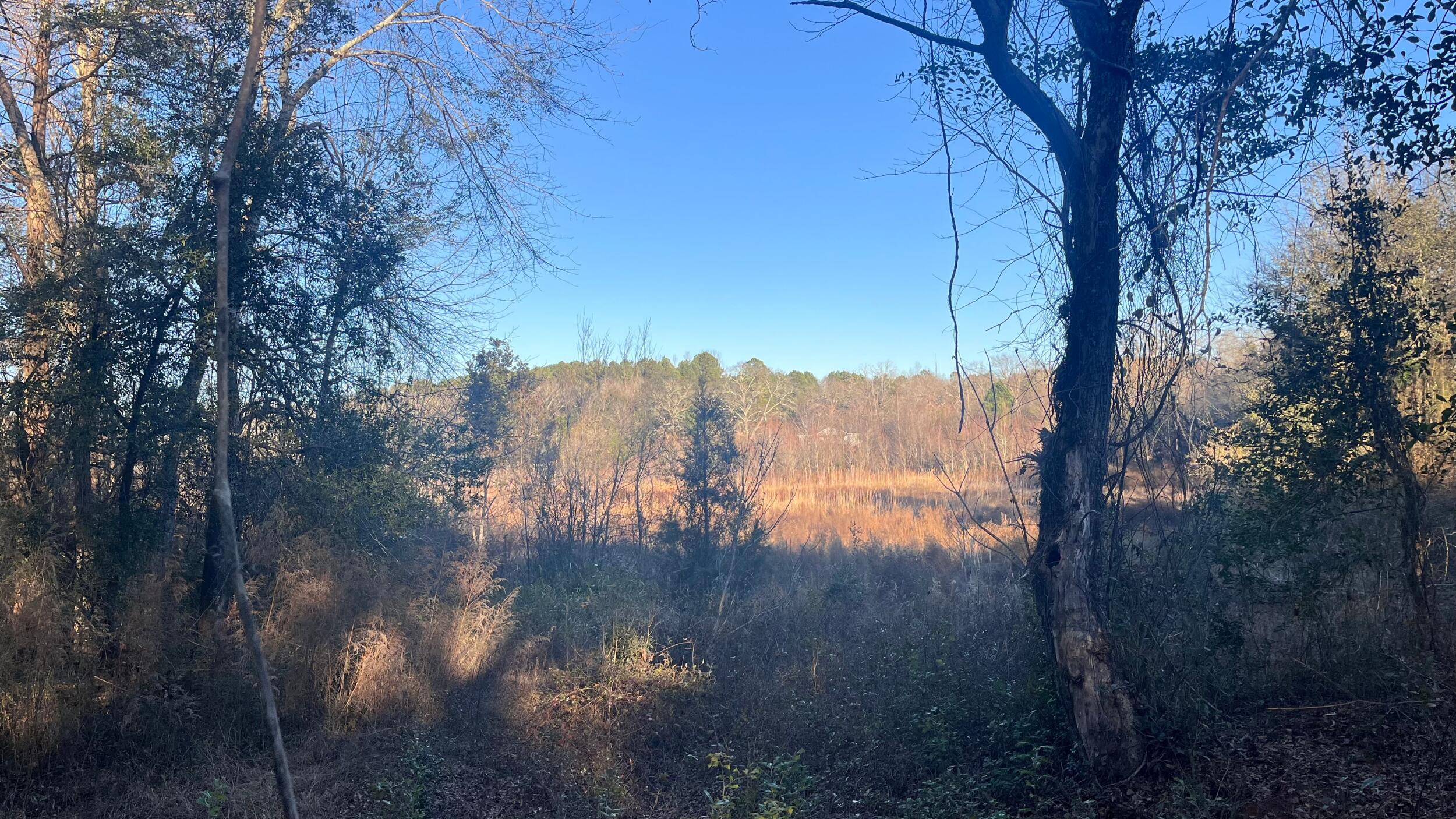 0 Millers Pond Road Salley, SC 29137 - Photo 19 of 28