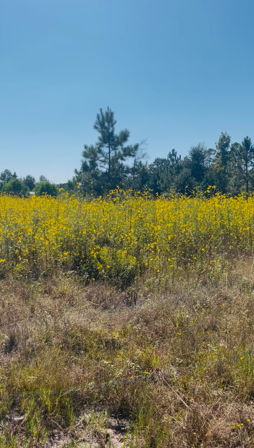 388 County Road 5017 Cleveland, TX 77327 - Photo 6 of 7 a view of an ocean view