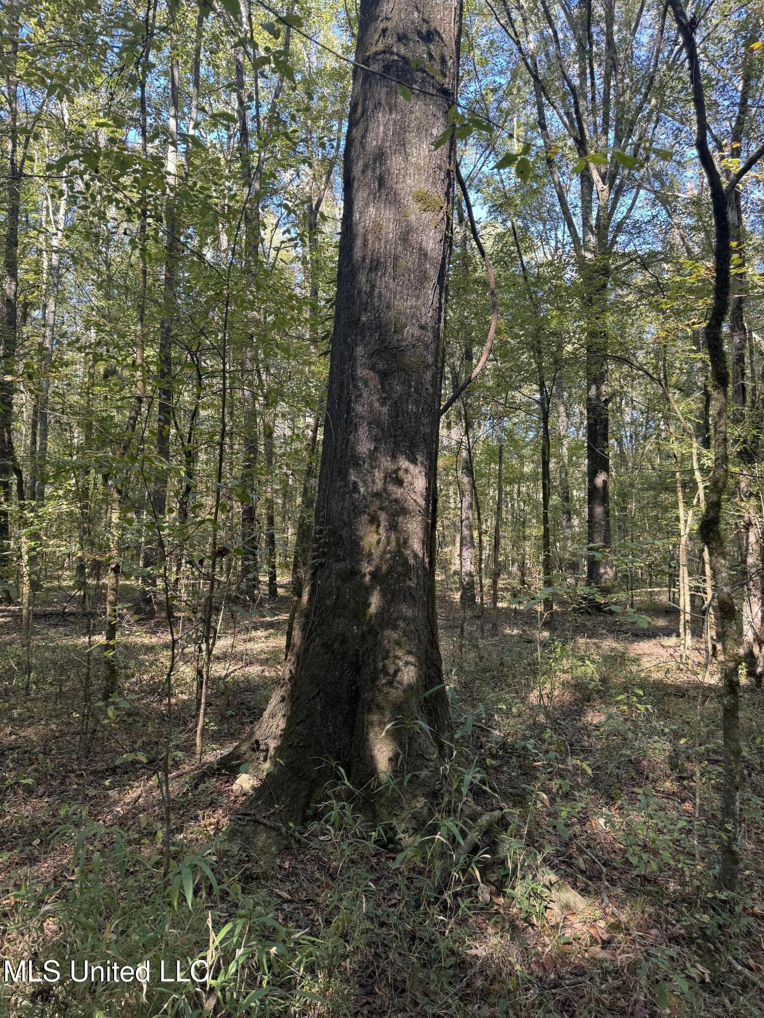 Harristown Road Carthage, MS 39051 - Photo 12 of 28 Photo Oct 22 2024, 10 26 50 AM
