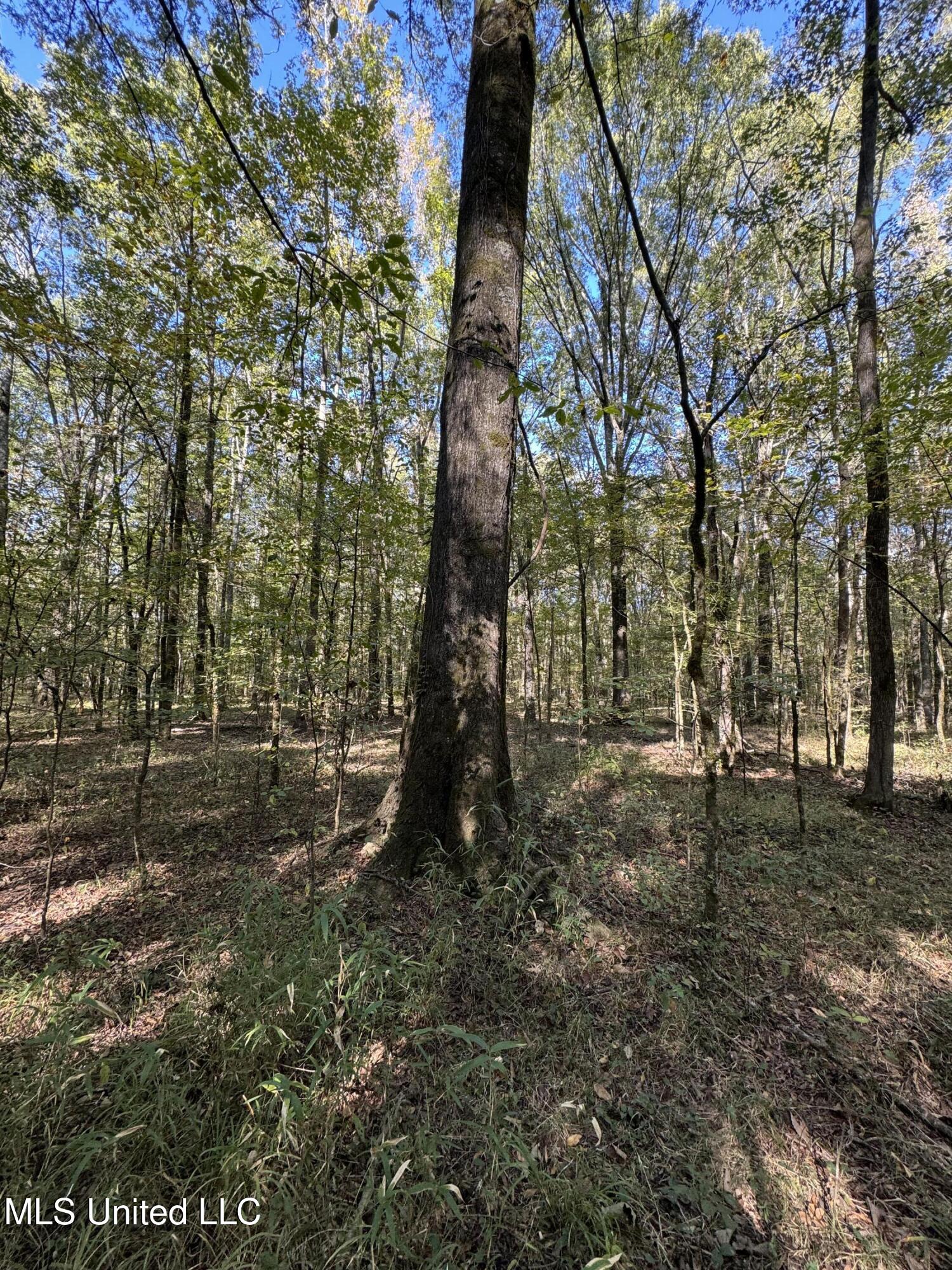 Harristown Road Carthage, MS 39051 - Photo 13 of 28 Photo Oct 22 2024, 10 26 52 AM