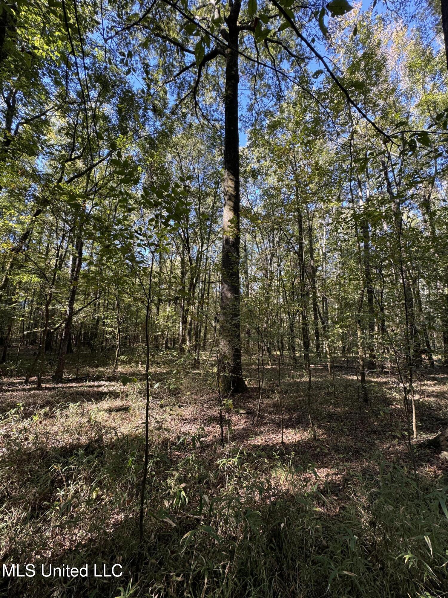 Harristown Road Carthage, MS 39051 - Photo 14 of 28 Photo Oct 22 2024, 10 26 55 AM