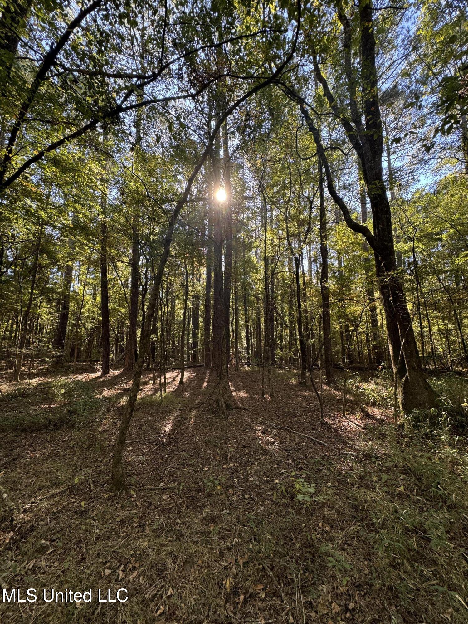 Harristown Road Carthage, MS 39051 - Photo 15 of 28 Photo Oct 22 2024, 10 27 06 AM