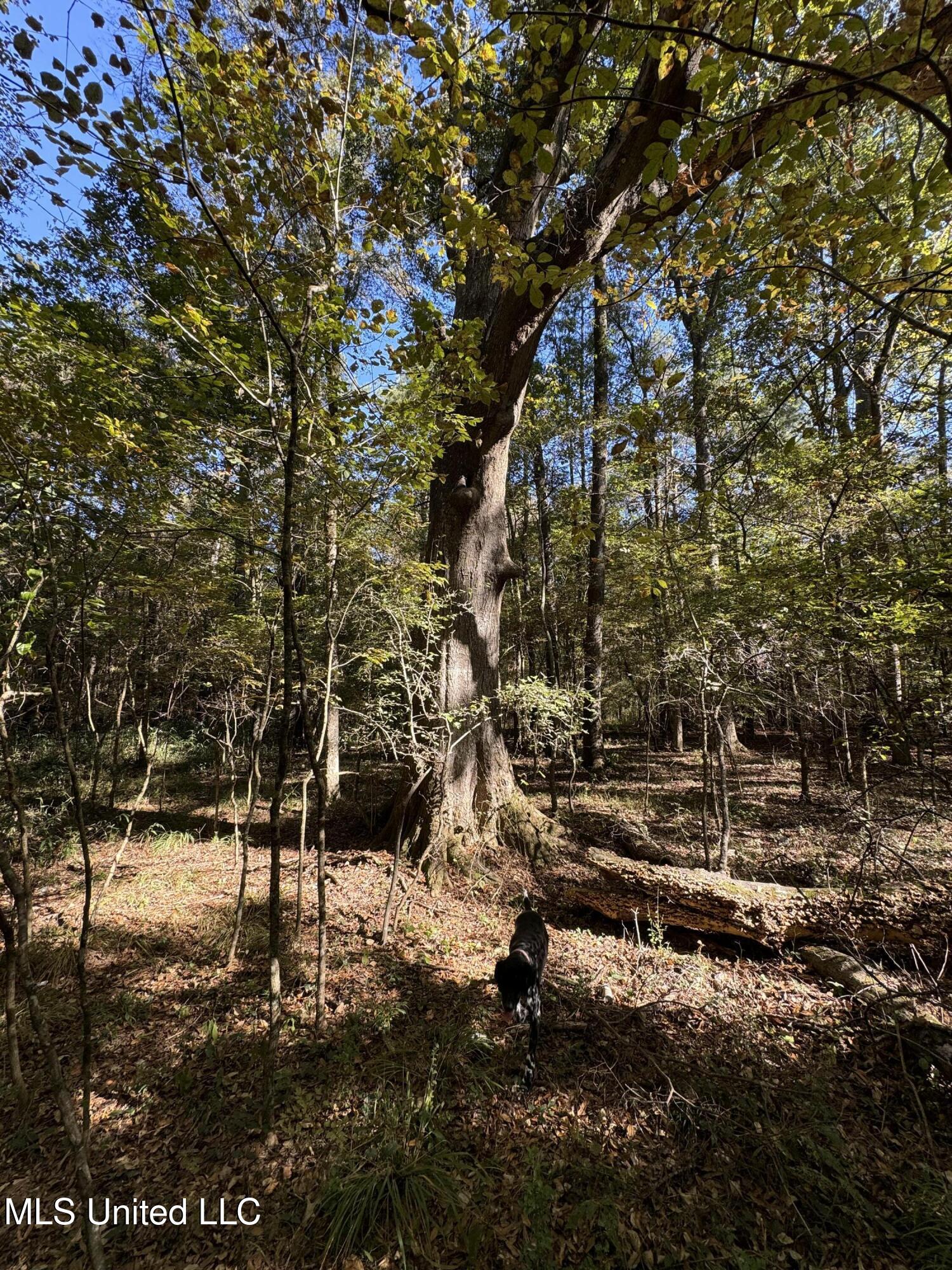 Harristown Road Carthage, MS 39051 - Photo 18 of 28 Photo Oct 22 2024, 10 32 21 AM