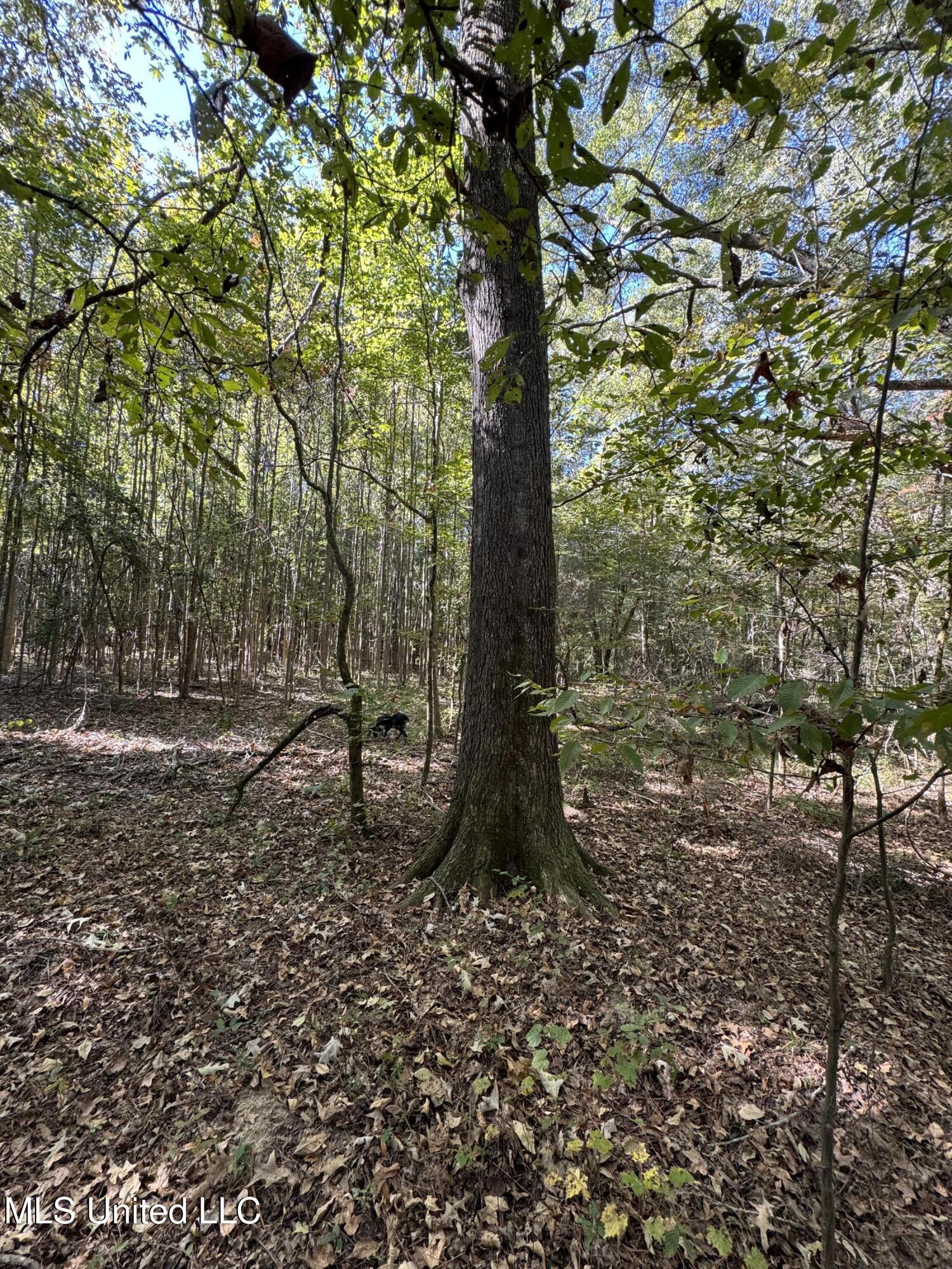 Harristown Road Carthage, MS 39051 - Photo 19 of 28 Photo Oct 22 2024, 10 32 56 AM