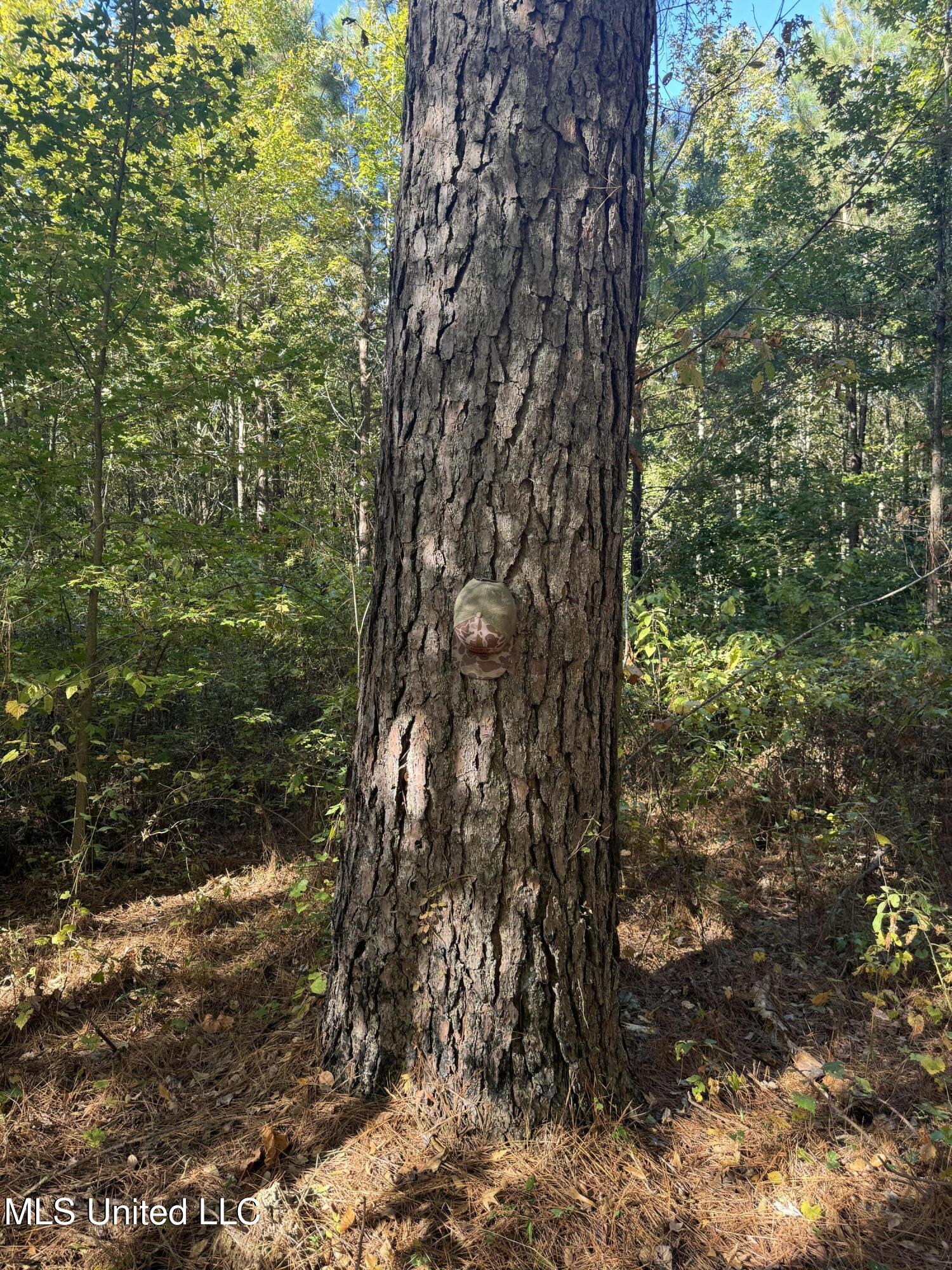 Harristown Road Carthage, MS 39051 - Photo 3 of 28 Photo Oct 22 2024, 10 04 46 AM