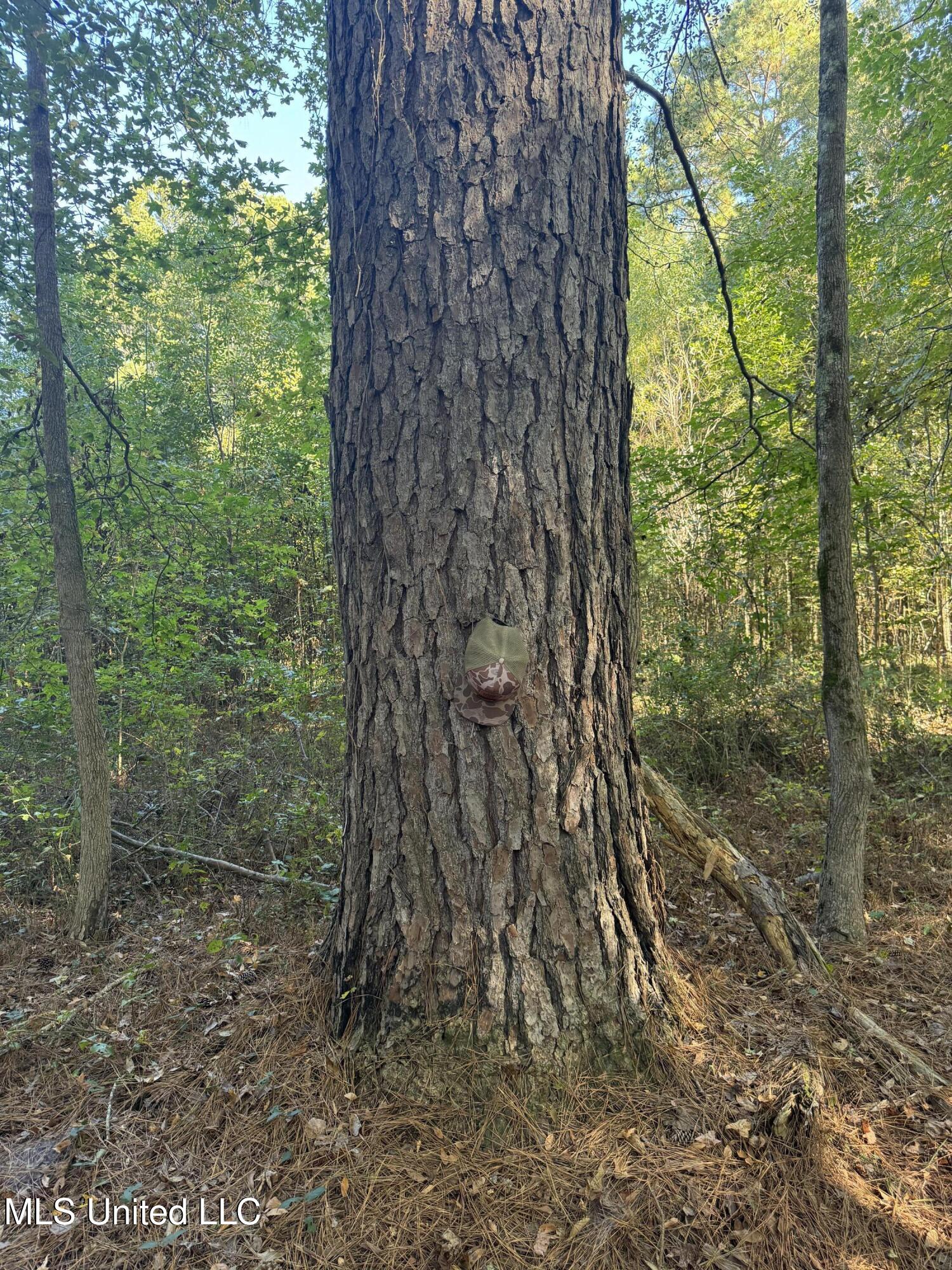 Harristown Road Carthage, MS 39051 - Photo 5 of 28 Photo Oct 22 2024, 10 07 19 AM