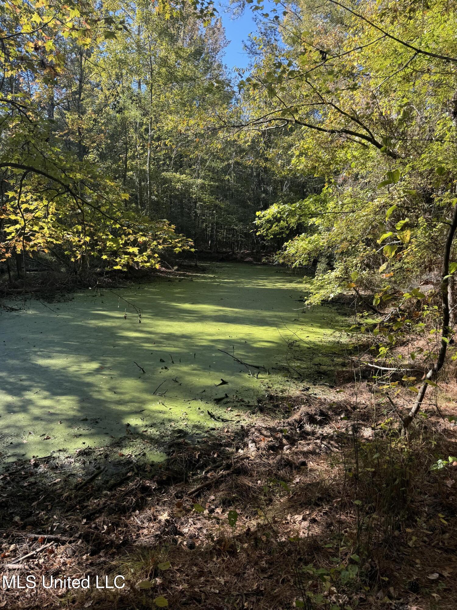 Harristown Road Carthage, MS 39051 - Photo 6 of 28 Photo Oct 22 2024, 10 13 47 AM