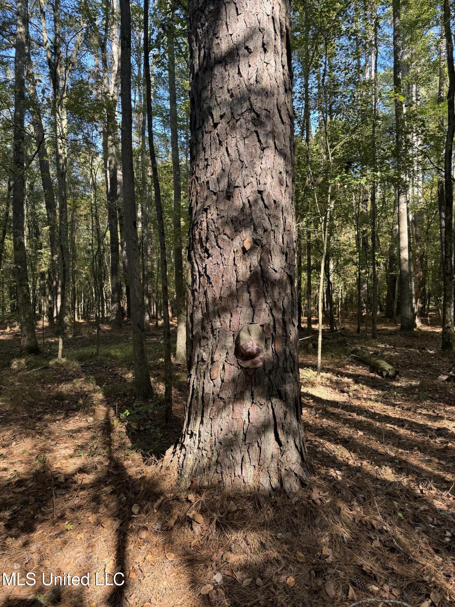 Harristown Road Carthage, MS 39051 - Photo 7 of 28 Photo Oct 22 2024, 10 15 00 AM