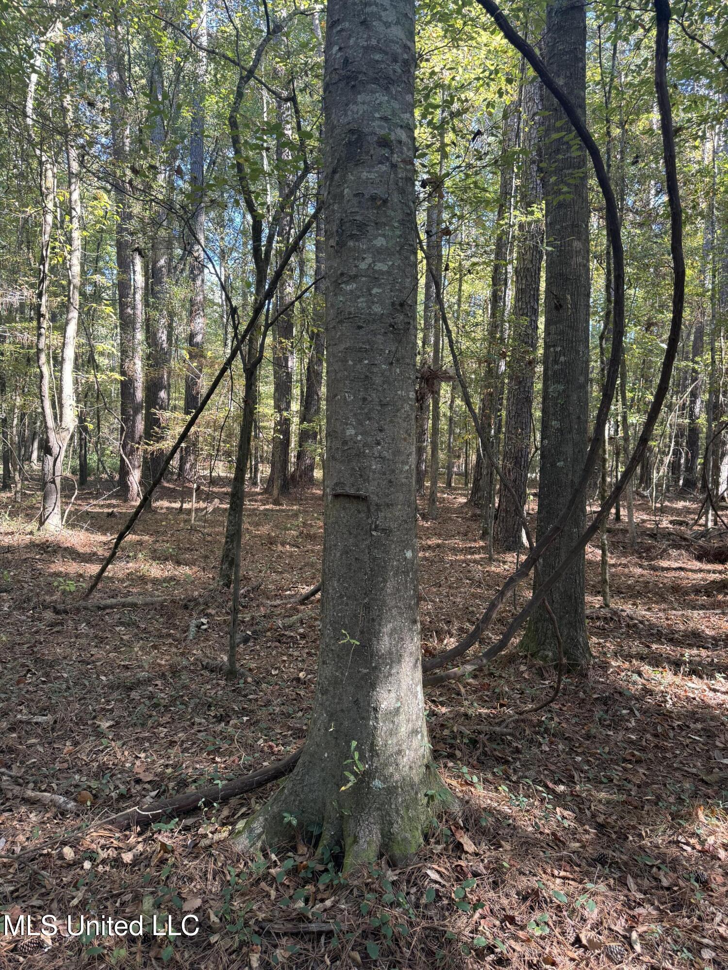 Harristown Road Carthage, MS 39051 - Photo 9 of 28 Photo Oct 22 2024, 10 23 30 AM