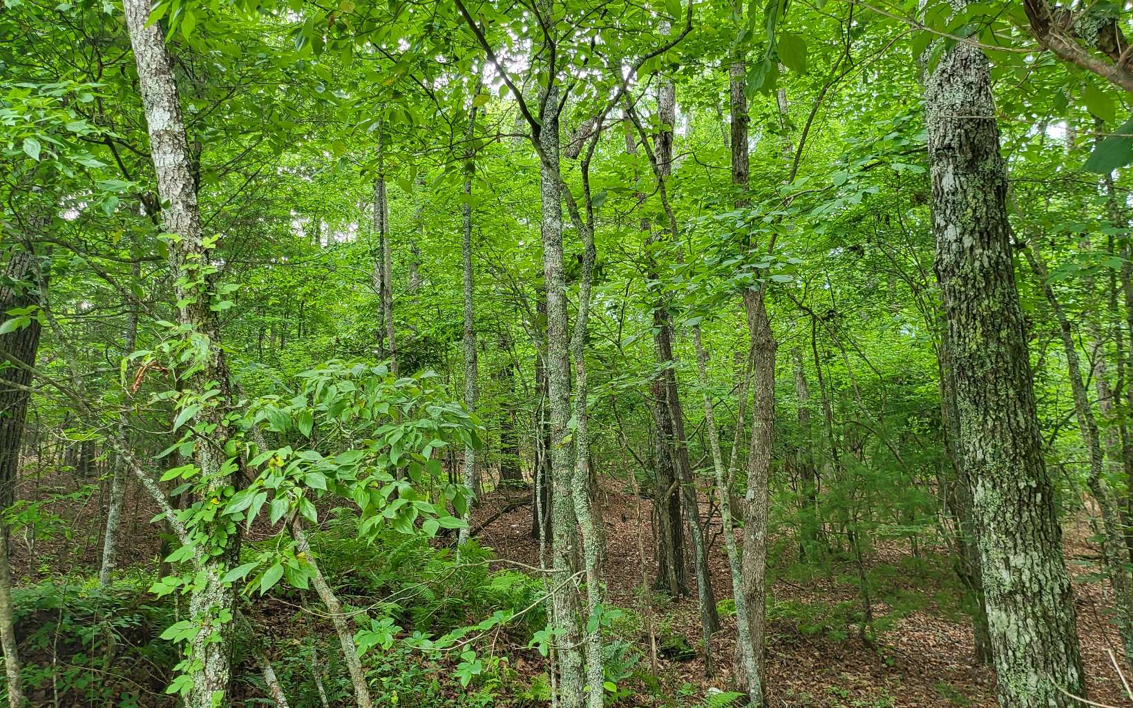 45-acs New Hope Road Morganton, GA 30560 - Photo 36 of 72 Additional View
