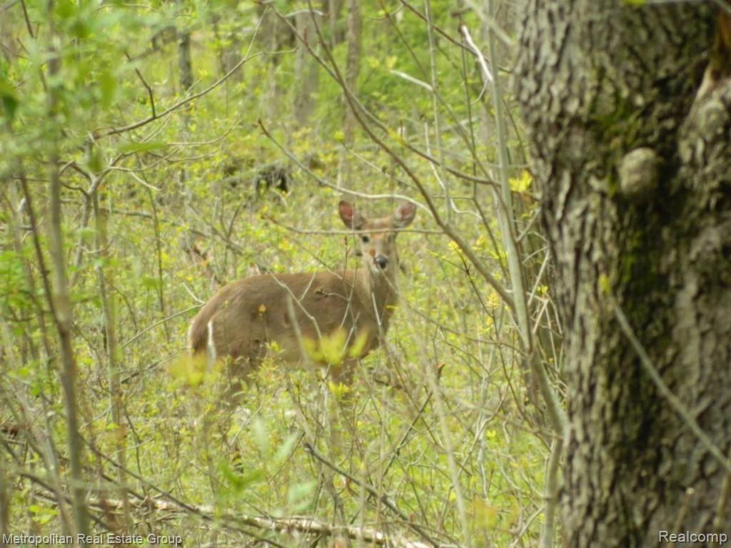 13256 Hibner Road Hartland, MI 48353 - Photo 37 of 41 Deer.jpg