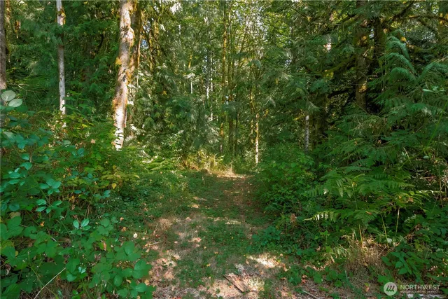 a view of a lush green forest