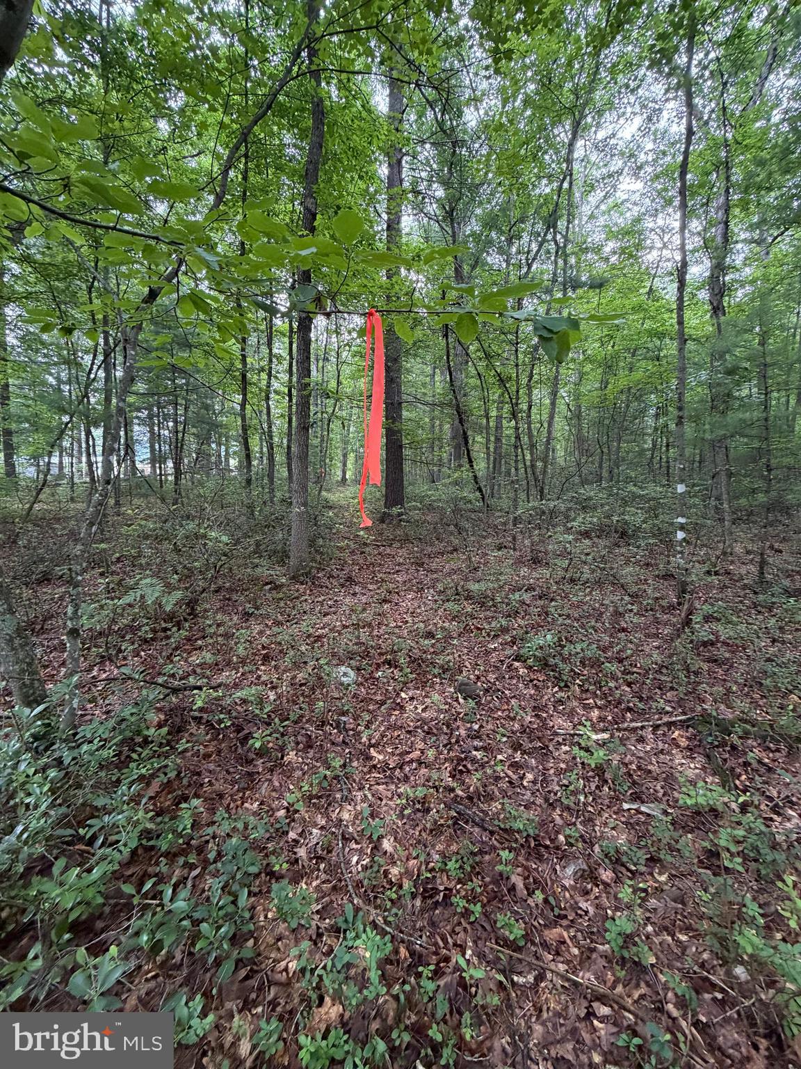 Lot 8-2ac Lot 8-2ac Grizzly Road Mathias, WV 26812 - Photo 17 of 18