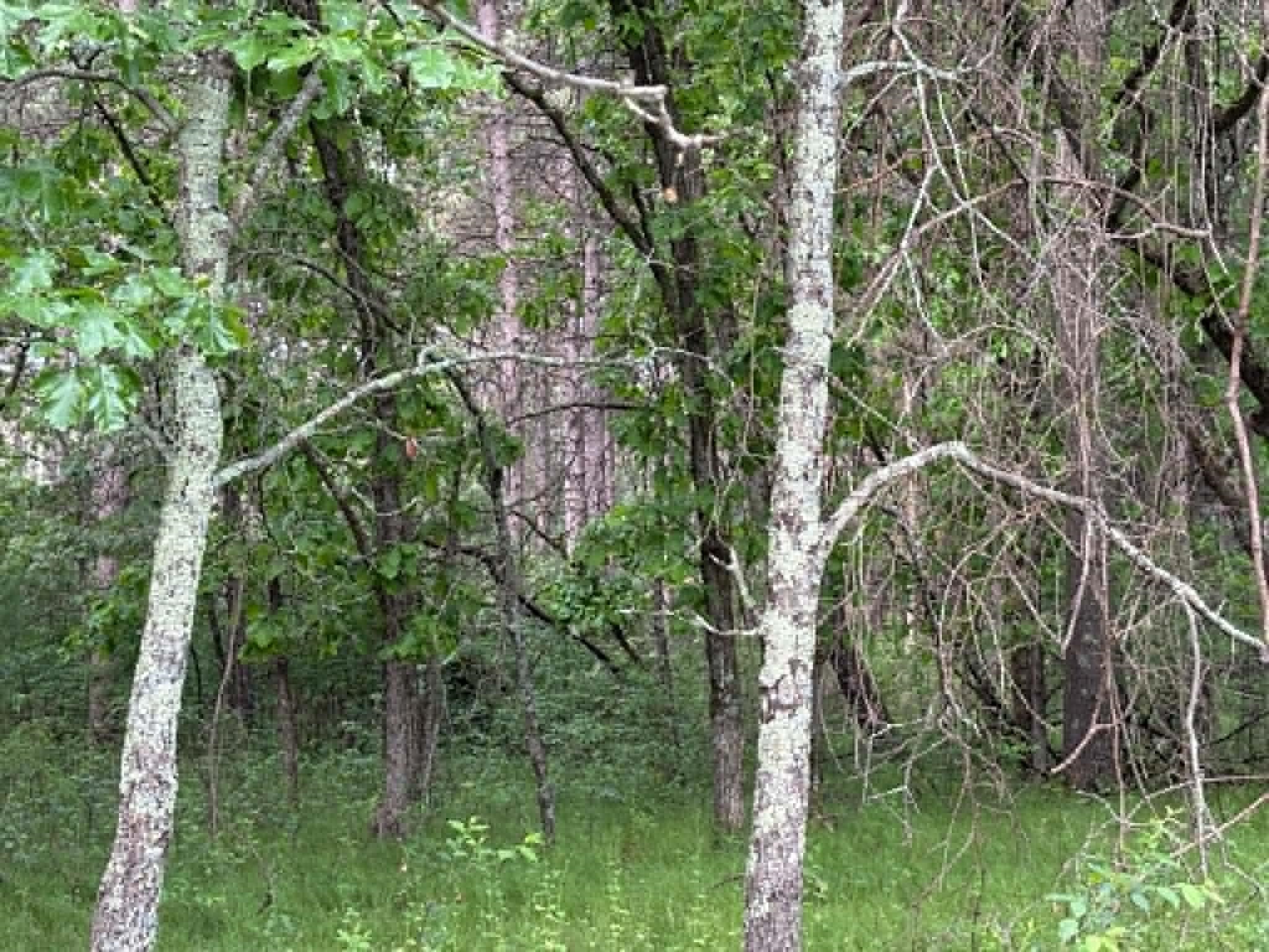 Lot 13 19th Friendship, WI 53934 - Photo 3 of 18