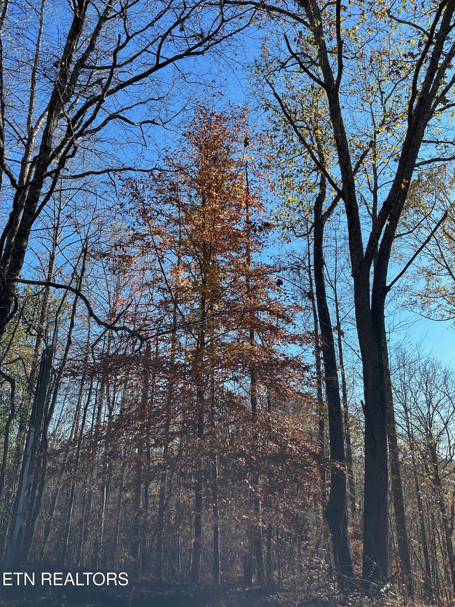 Landmark Road Jacksboro, TN 37757 - Photo 6 of 9 IMG_3728