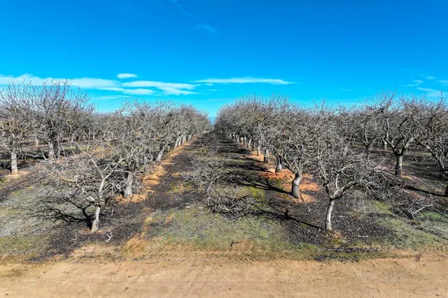a green field with lots of bushes