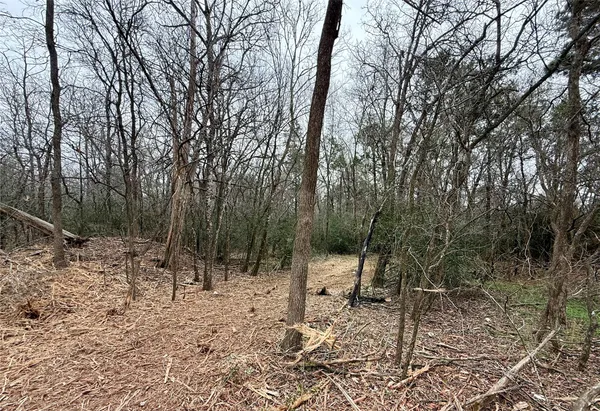 a view of a forest filled with trees