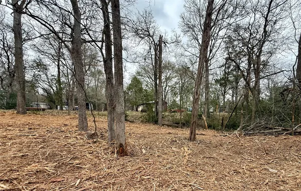 a view of a forest filled with trees