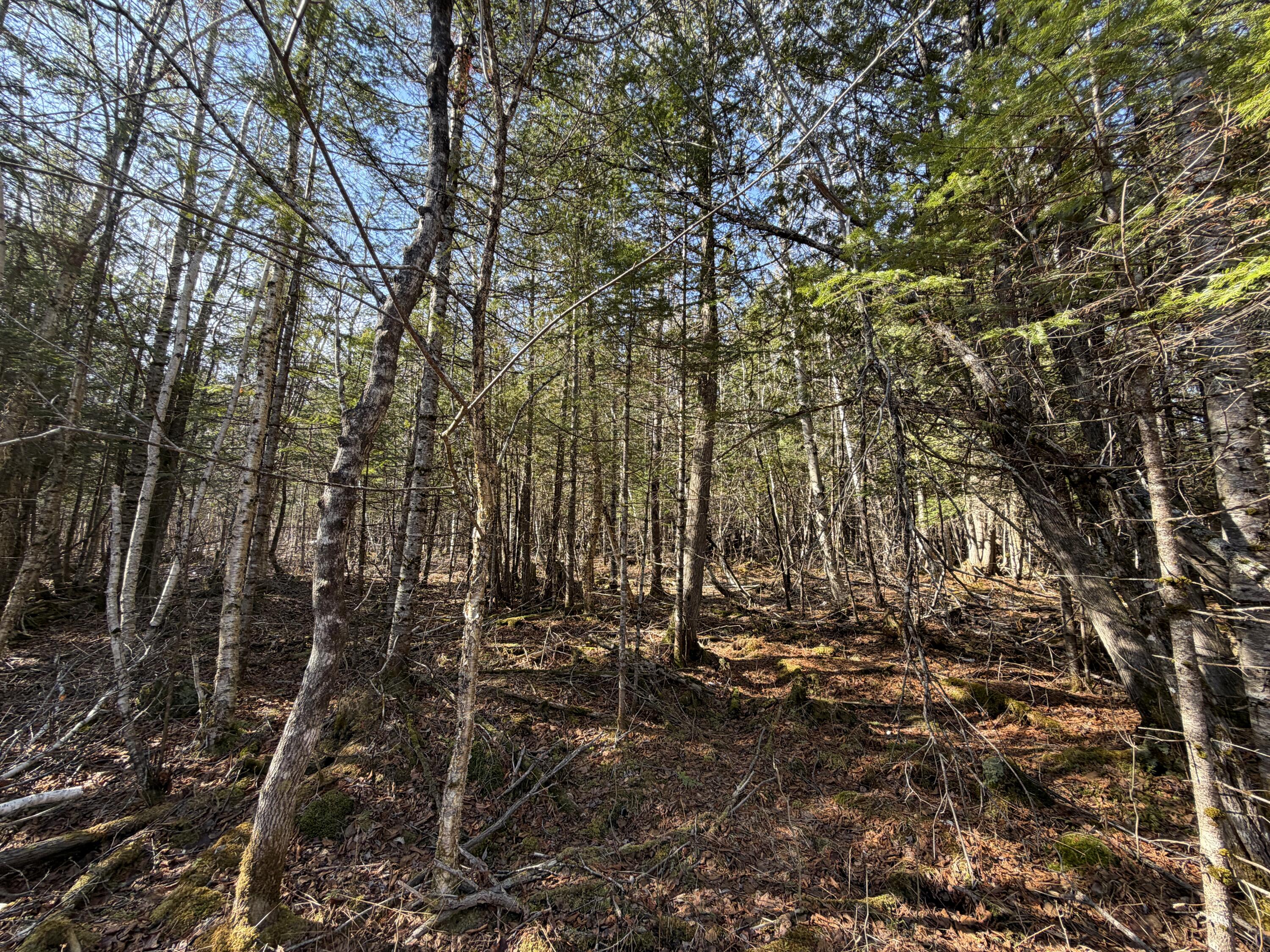 358 Puddledock Road Charleston, ME 04422 - Photo 6 of 17 Tranquil