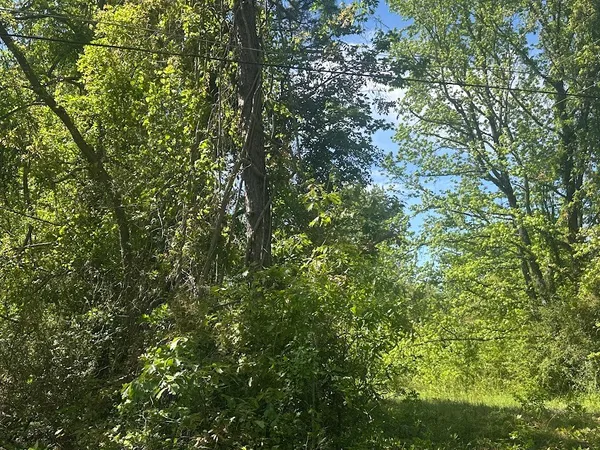 a view of a tree in a yard