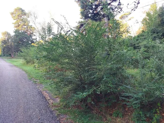 a view of a yard with a tree