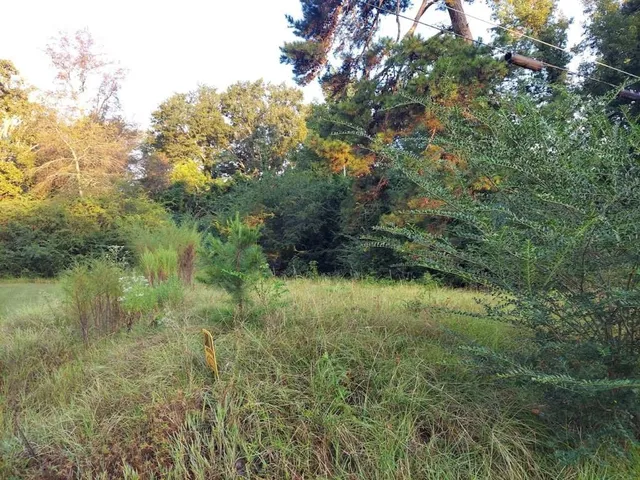 a view of a yard with a tree