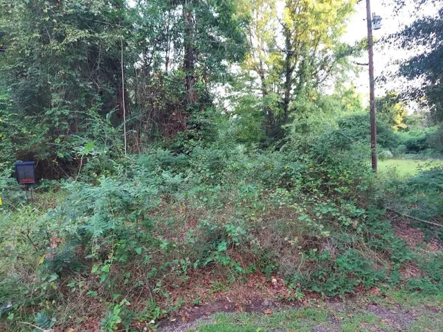 a view of a lush green forest