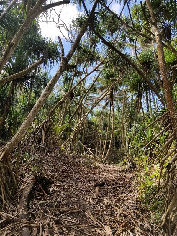 1 Government Beach Road Pahoa, HI 96778 - Photo 9 of 18 Gallery Image 9