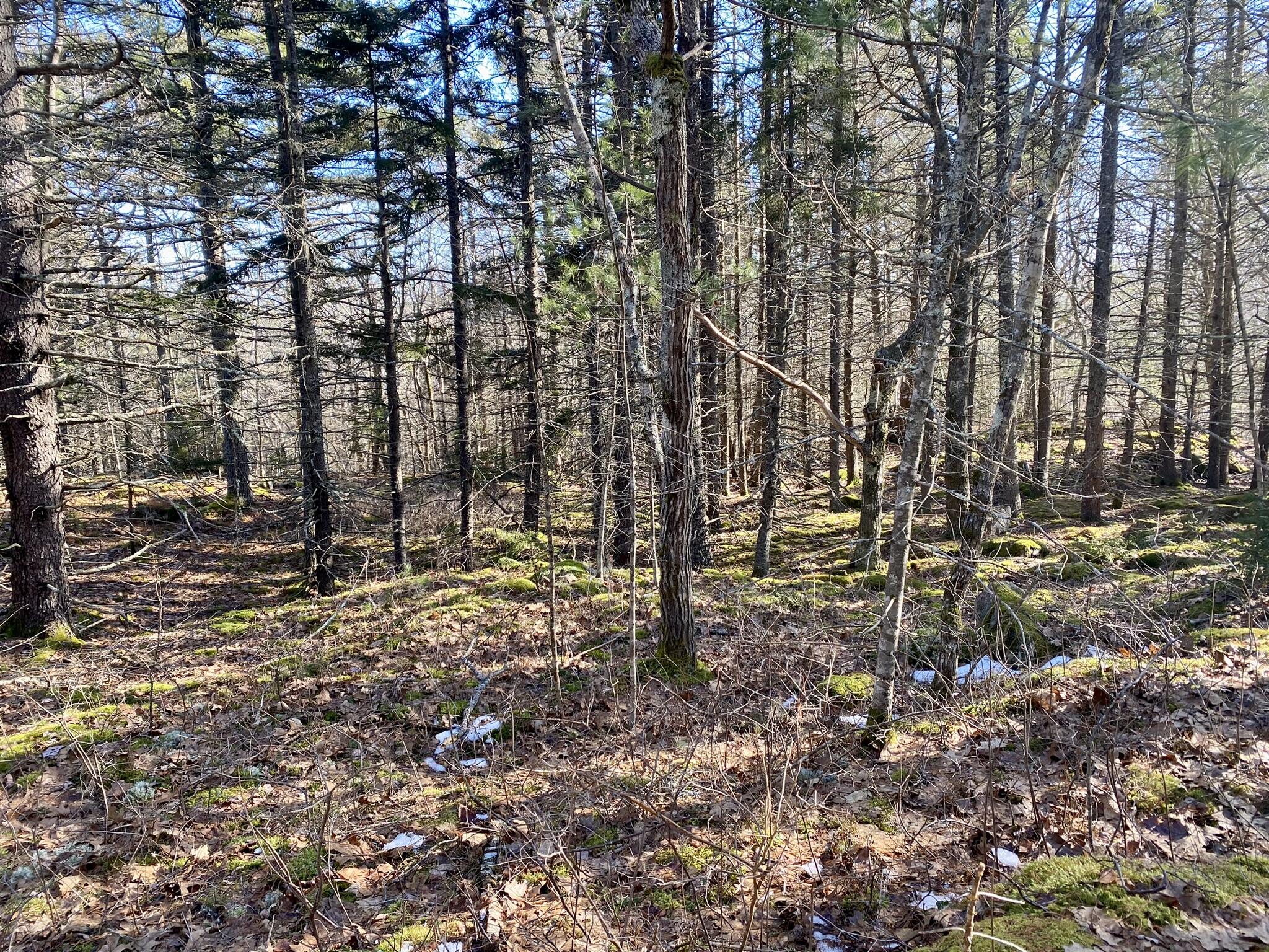 Lot 7-4 Bowman's Landing Road Georgetown, ME 04548 - Photo 12 of 34 IMG_0893