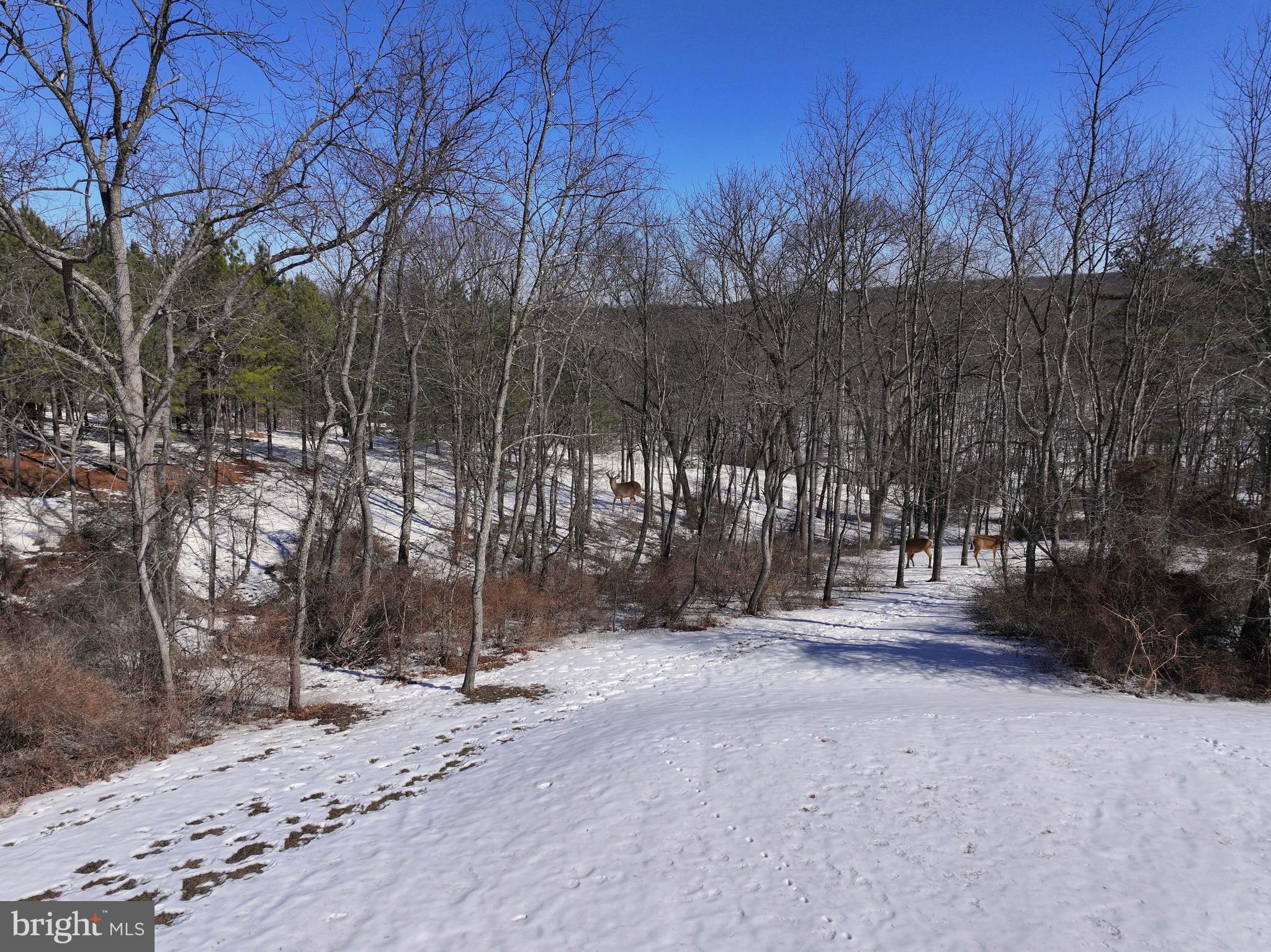 3402 Elk Lick Road Everett, PA 15537 - Photo 70 of 80 a backyard of a house with trees