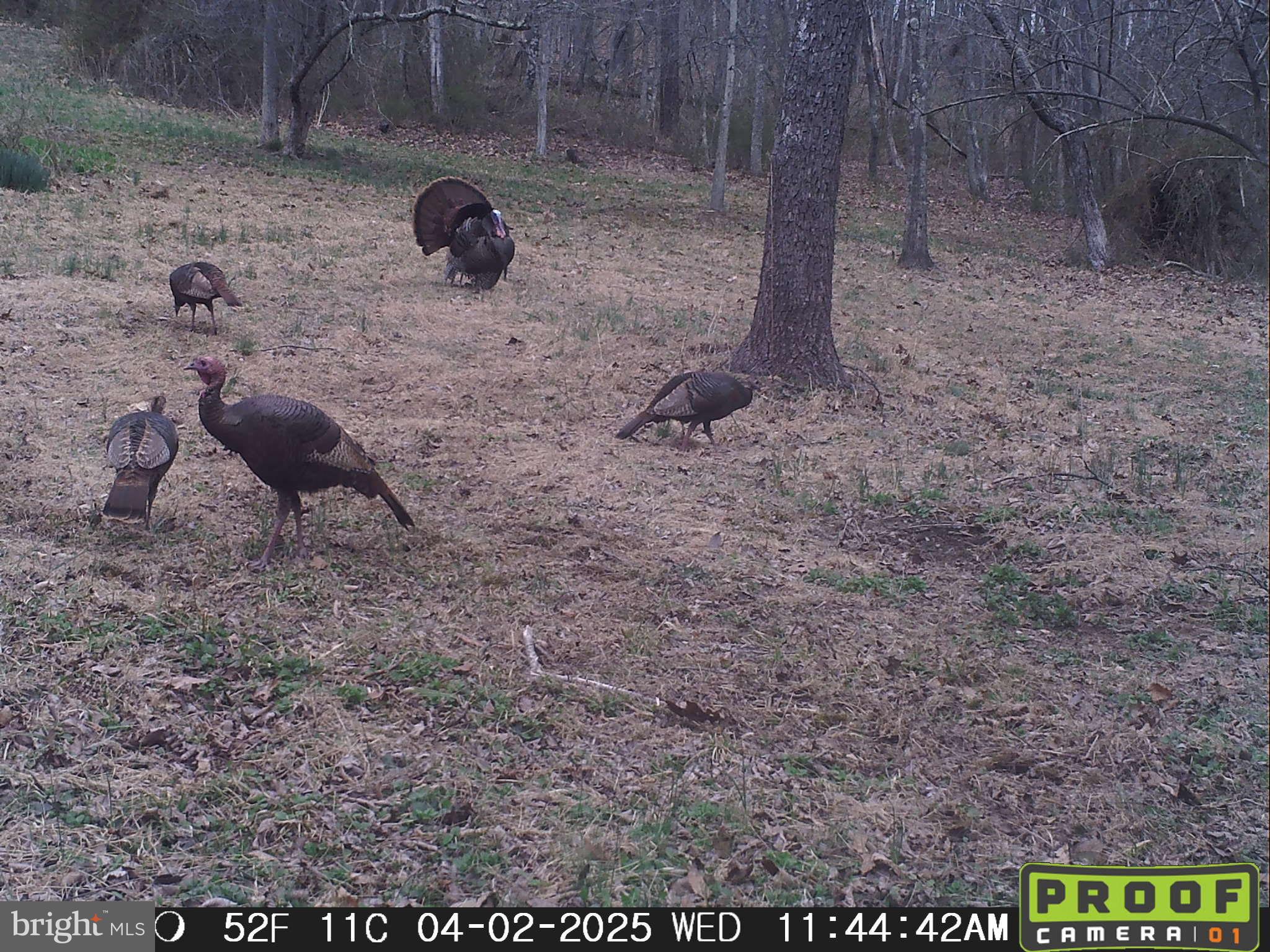 3402 Elk Lick Road Everett, PA 15537 - Photo 78 of 80 a view of a yard