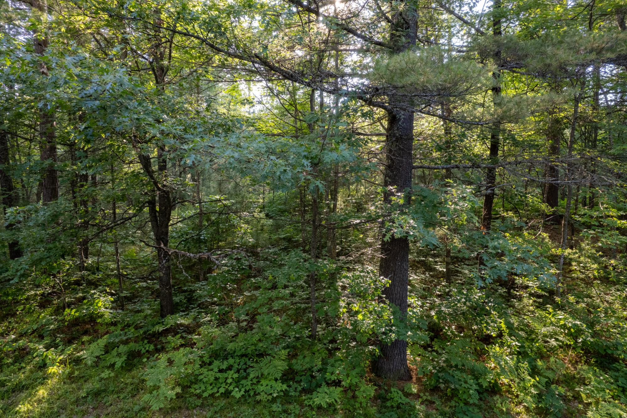 Lot 15 Dad's Lake Road Eagle River, WI 54521 - Photo 1 of 5 Gallery Image 1