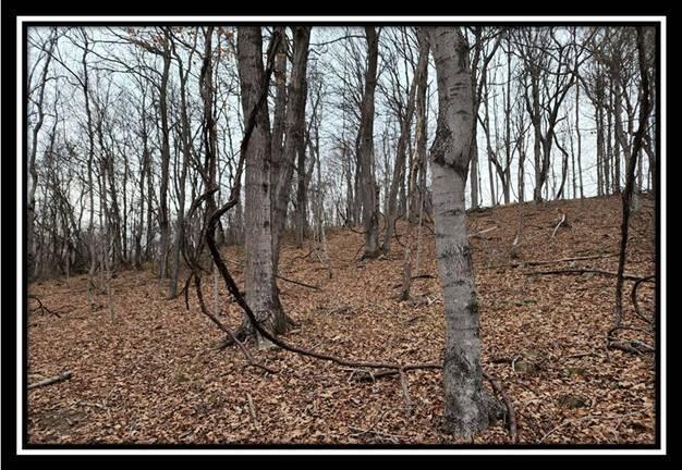 0 Black Run Road, Unit TRACT 8) Chillicothe, OH 45601 - Photo 29 of 47 image031