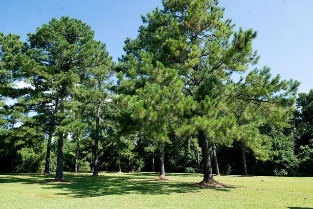 $375,000 | 63197 Stringer Road, Angie, LA 70426