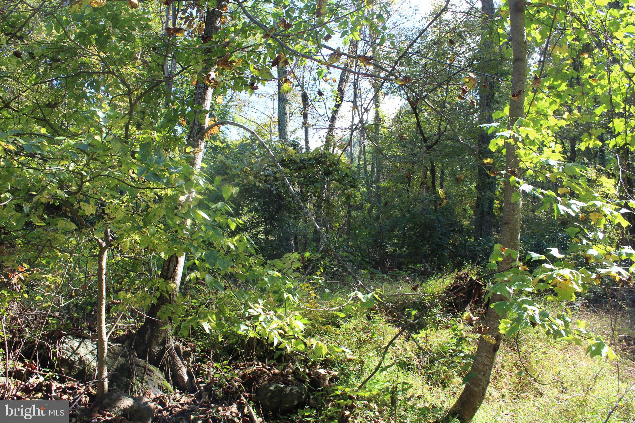 0 Indian Pipes Road Linden, VA 22642 - Photo 11 of 13 Topography