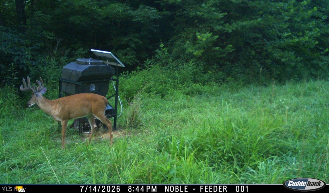 Lew Marten Road Summerfield, OH 43788 - Photo 15 of 50 Gallery Image 15