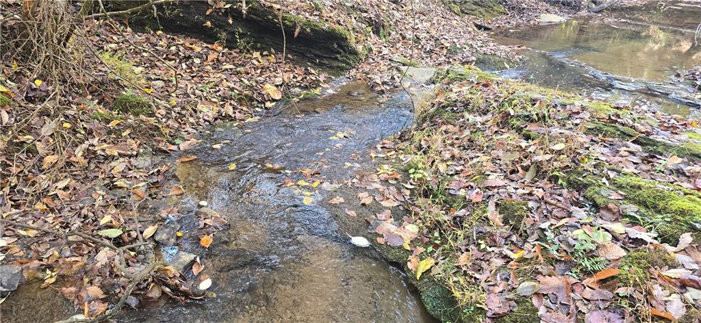 1350 Stivers Road Jasper, GA 30143 - Photo 43 of 70 a view of a yard with a tree