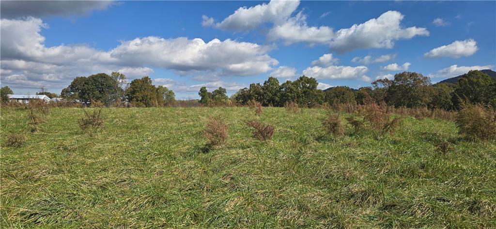 1350 Stivers Road Jasper, GA 30143 - Photo 6 of 70 a view of a big yard with a large trees