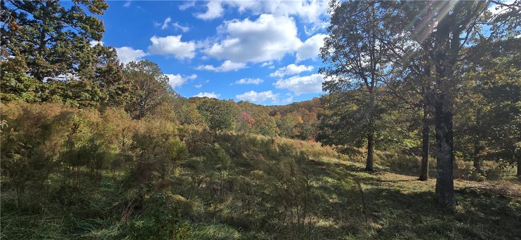 1350 Stivers Road Jasper, GA 30143 - Photo 7 of 70 a view of a forest