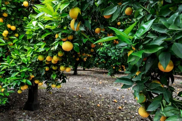 $999,000 | 550 Meadowood Street, Fallbrook, CA 92028