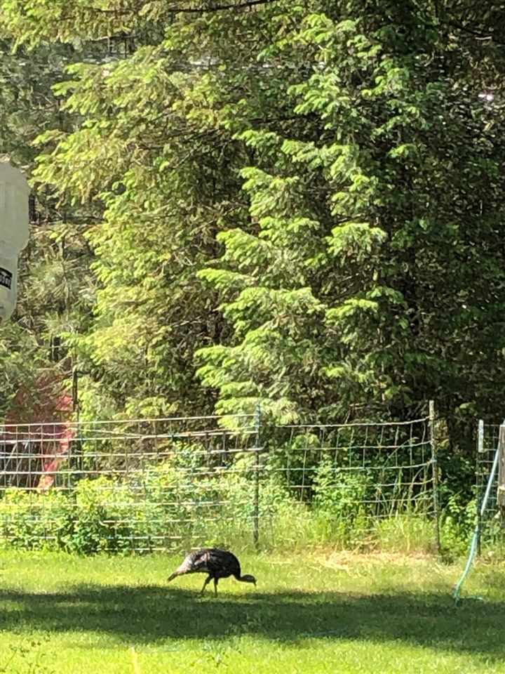 4186 Cemetery Road Springdale, WA 99173 - Photo 3 of 13