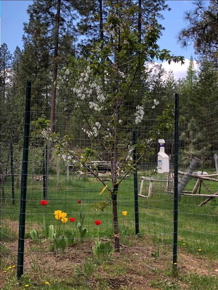 4186 Cemetery Road Springdale, WA 99173 - Photo 5 of 13